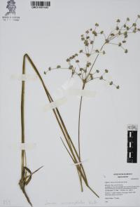 Juncus microcephalus image